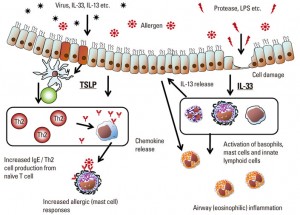 Allergic Inflammation